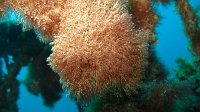 091 Savignyelle buissonnante (Savignyella lafontii)